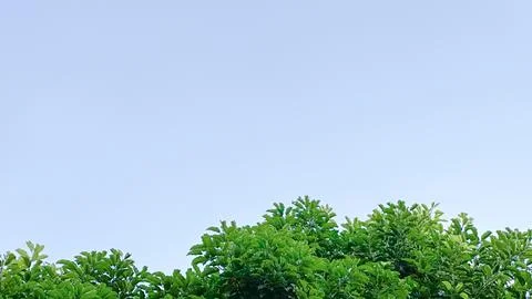 Isolated tree top leaves for making card background Stock Photos