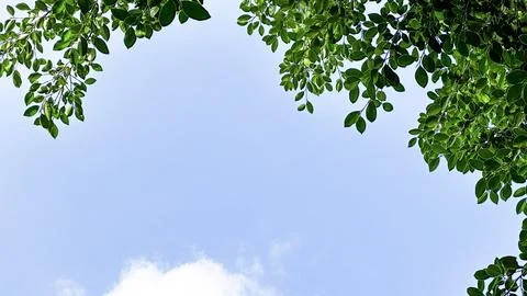 Isolated tree top leaves for making card background Stock Photos