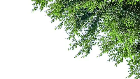 Isolated tree top leaves for making card background Stock Photos