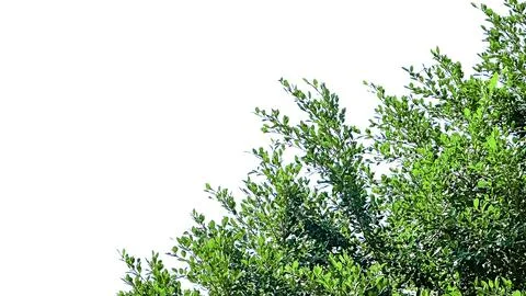 Isolated tree top leaves for making card background Stock Photos
