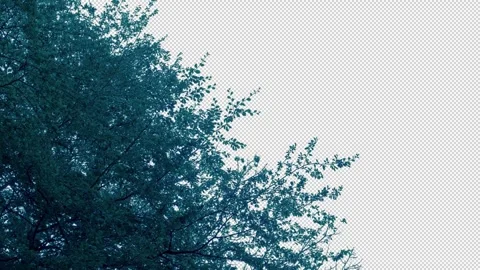 Isolated Tree Top Moves In Breeze - With Alpha Channel Stock Footage 291133996