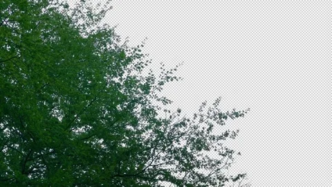 Isolated Tree Top Moves In Breeze Pre-Keyed With Alpha Channel Stock Footage 333203831
