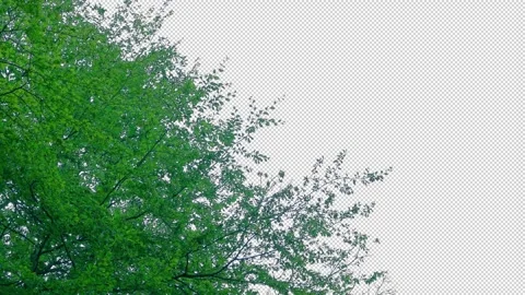 Isolated Tree Top Moves In Gentle Breeze Pre-Keyed With Alpha Channel Stock Footage 331806768