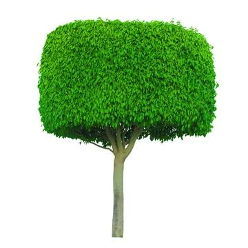 A isolated tree on transparent background Stock-Fotos