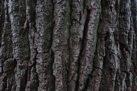 Isolated Tree Trunk Bark Texture Stock Photos