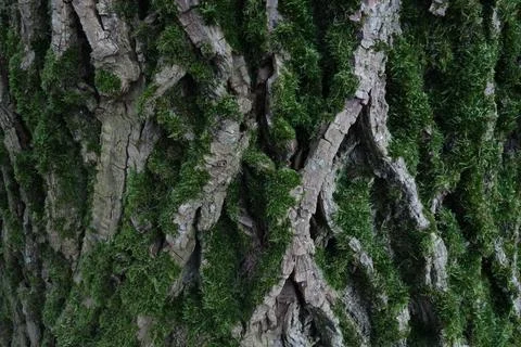 Isolated Tree Trunk Bark Texture Stock Photos