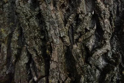 Isolated Tree Trunk Bark Texture Stock Photos