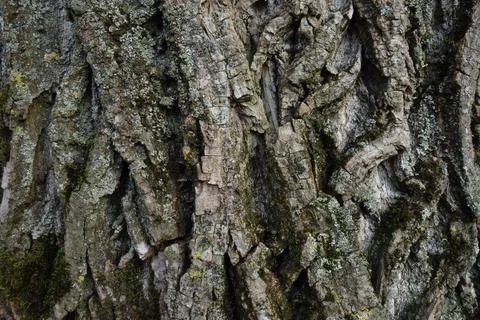 Isolated Tree Trunk Bark Texture Stock Photos