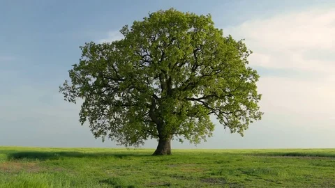 Isolated tree in the wheat field Stock Footage 75218598