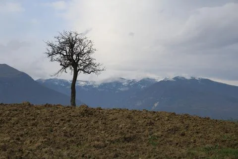 Isolated tree in wheat field with majella mountain in italy background Stock Photos