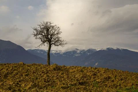 Isolated tree in wheat field with majella mountain in italy background Stock Photos