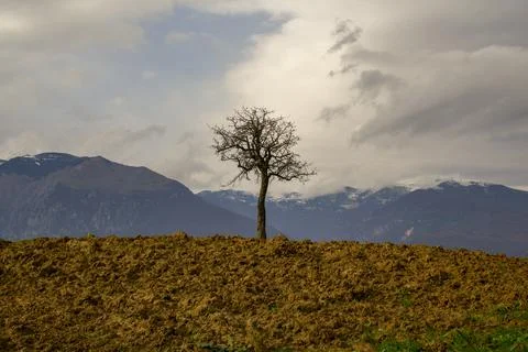 Isolated tree in wheat field with majella mountain in italy background Stock Photos
