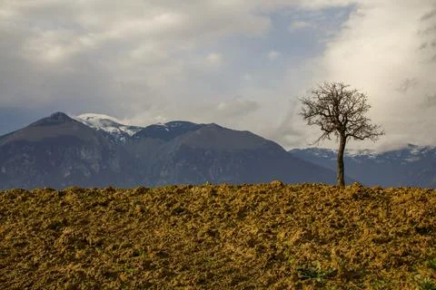 Isolated tree in wheat field with majella mountain in italy background Foto stock