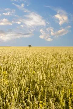 Isolated tree in a Wheat field Stock Photos