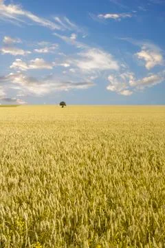Isolated tree in a Wheat field Stock Photos