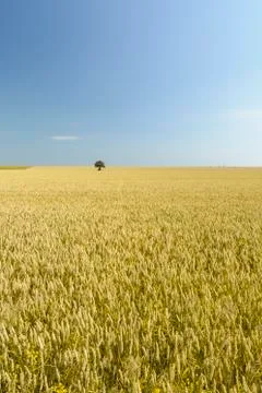 Isolated tree in a Wheat field Stock Photos