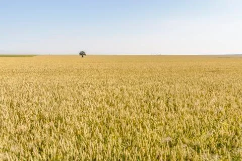 Isolated tree in a Wheat field Stock Photos