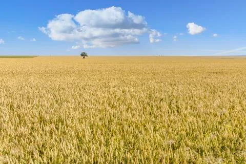 Isolated tree in a Wheat field Stock Photos