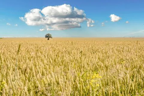Isolated tree in a Wheat field Stock Photos