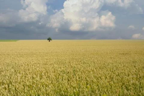 Isolated tree in a Wheat field Stock Photos