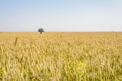 Isolated tree in a Wheat field Stock Photos