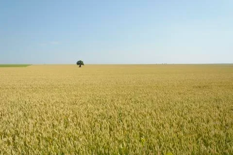 Isolated tree in a Wheat field Stock Photos
