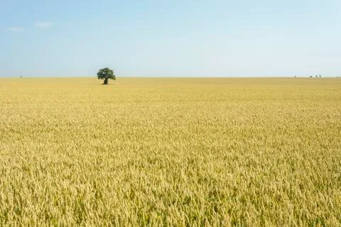 Isolated tree in a Wheat field Stock Photos