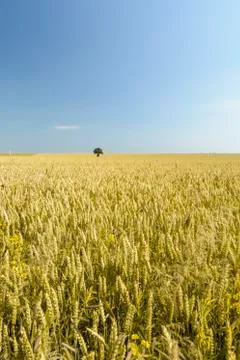Isolated tree in a Wheat field Stock Photos