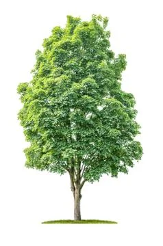 Isolated  tree on a white background - Acer - Maple 스톡 사진
