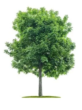Isolated tree on a white background - Acer negundo - Maple ash Isolated tr... Stock Photos