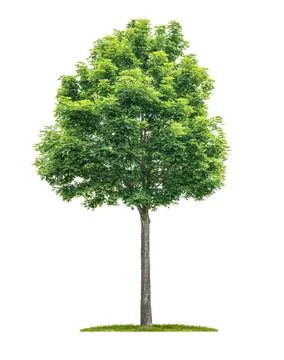 An isolated tree on a white background - Acer - Maple An isolated tree on ... Stock Photos