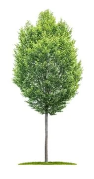An isolated  tree on a white background - Carpinus betulus -  Hornbeam Stock Photos