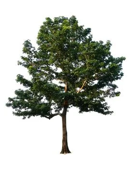 Isolated tree on white background.With clipping path, used with natural conce Stock Photos