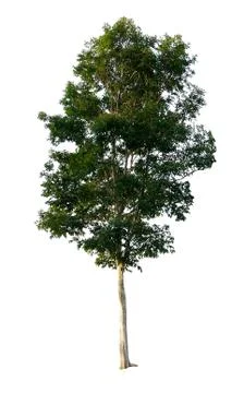 Isolated tree on white background.With clipping path, used with natural conce Stock Photos