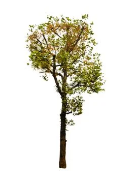Isolated tree on white background with clipping path Stock Photos
