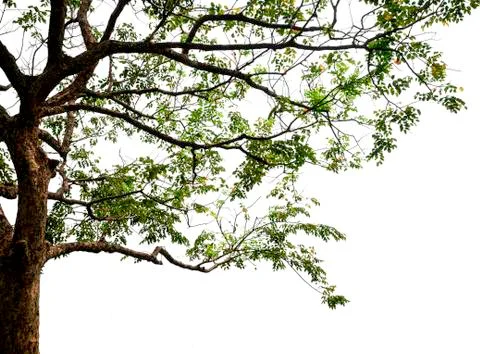 Isolated tree on white background with clipping path Stock Photos