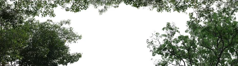 Isolated tree on white background with empty space. Stock Photos