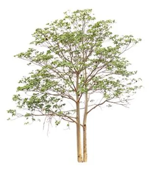 Isolated tree on white background Foto stock