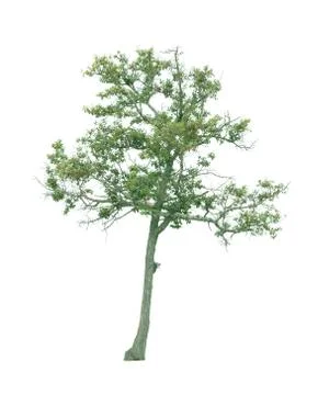 Isolated tree on white background Stock Photos