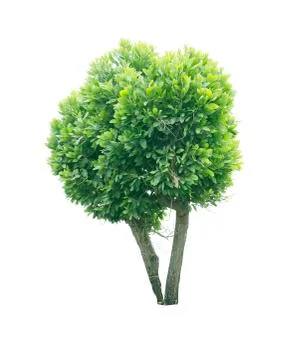 Isolated tree on white background Stock Photos