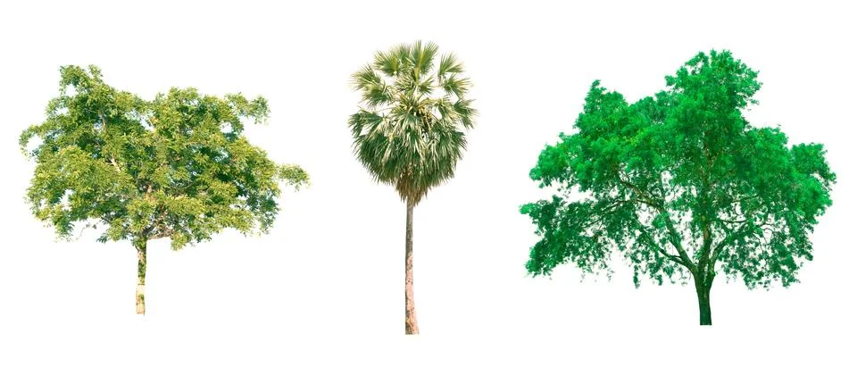 Isolated tree on white background Stock Photos