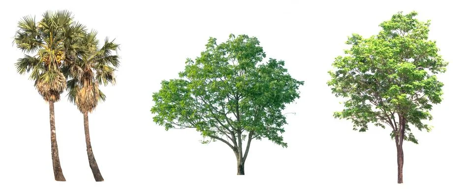 Isolated tree on white background Stock Photos