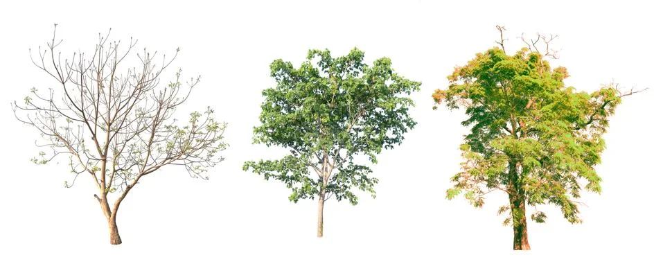 Isolated tree on white background Stock Photos