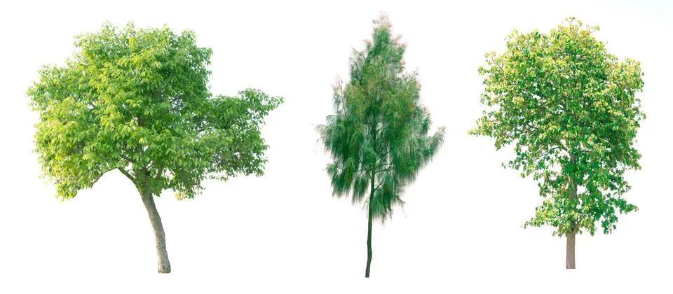 Isolated tree on white background Stock Photos
