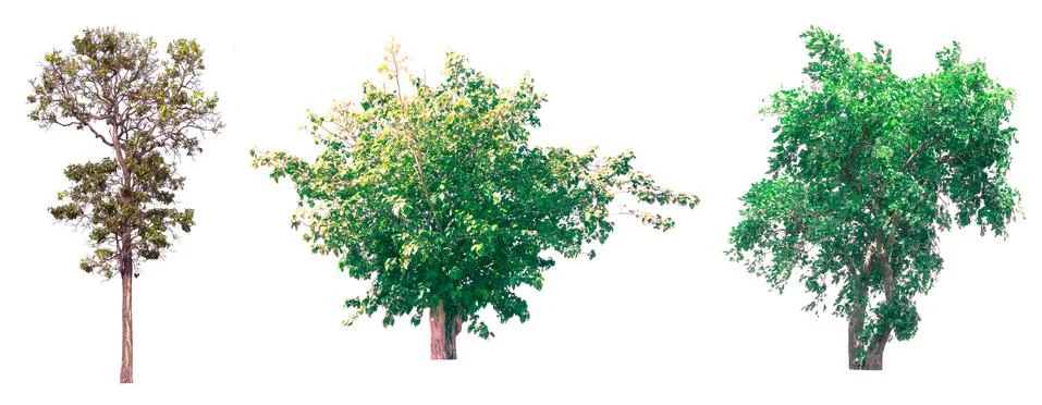 Isolated tree on white background Stock Photos