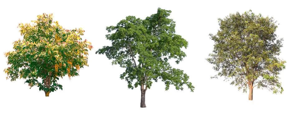 Isolated tree on white background Stock Photos