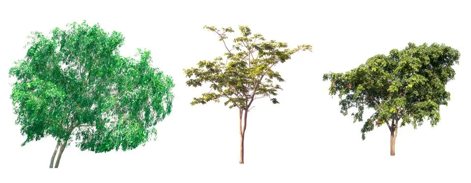 Isolated tree on white background Stock Photos