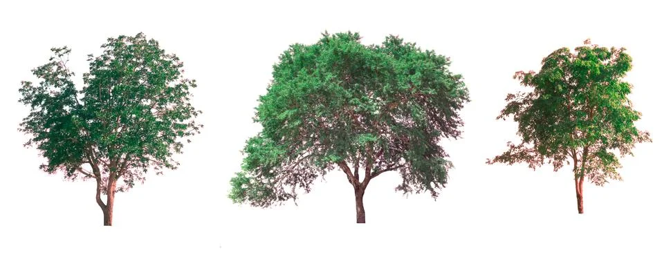 Isolated tree on white background Stock Photos
