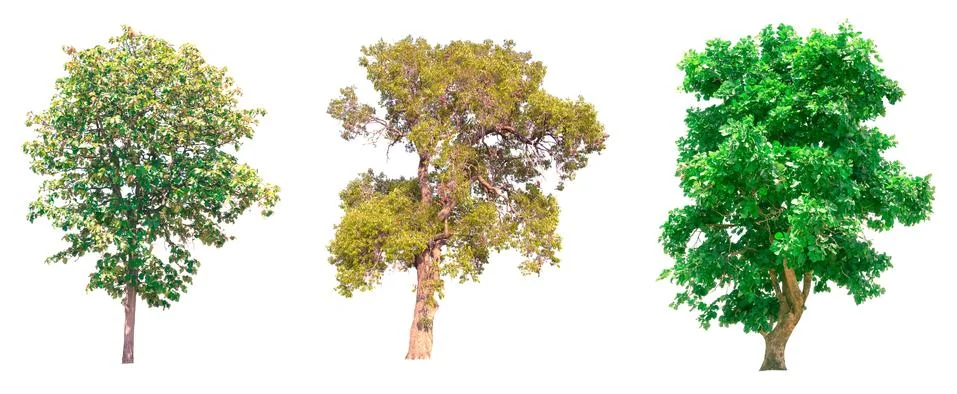 Isolated tree on white background Stock Photos