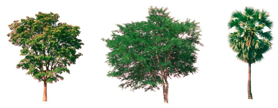 Isolated tree on white background Stock Photos